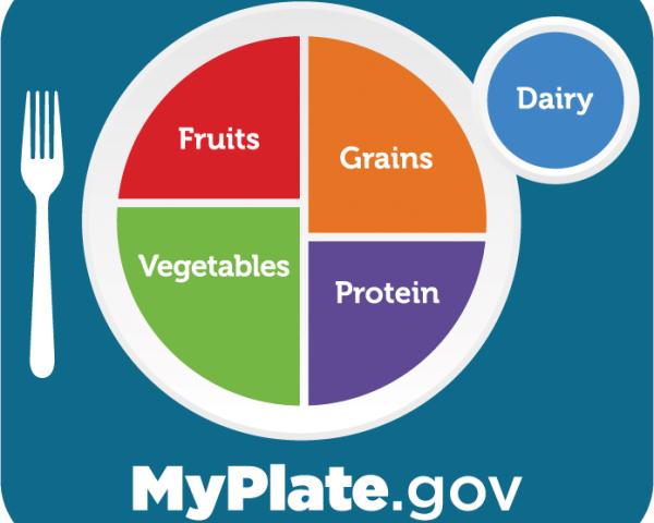 MyPlate showing the five food groups, fruits, vegetables, grains, protein and dairy and URL MyPlate.gov