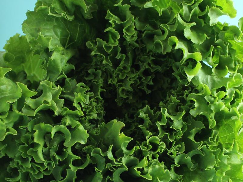 lettuce, Illinois vegetables