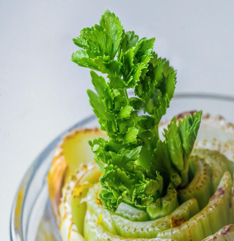 celery regrowing in a jar