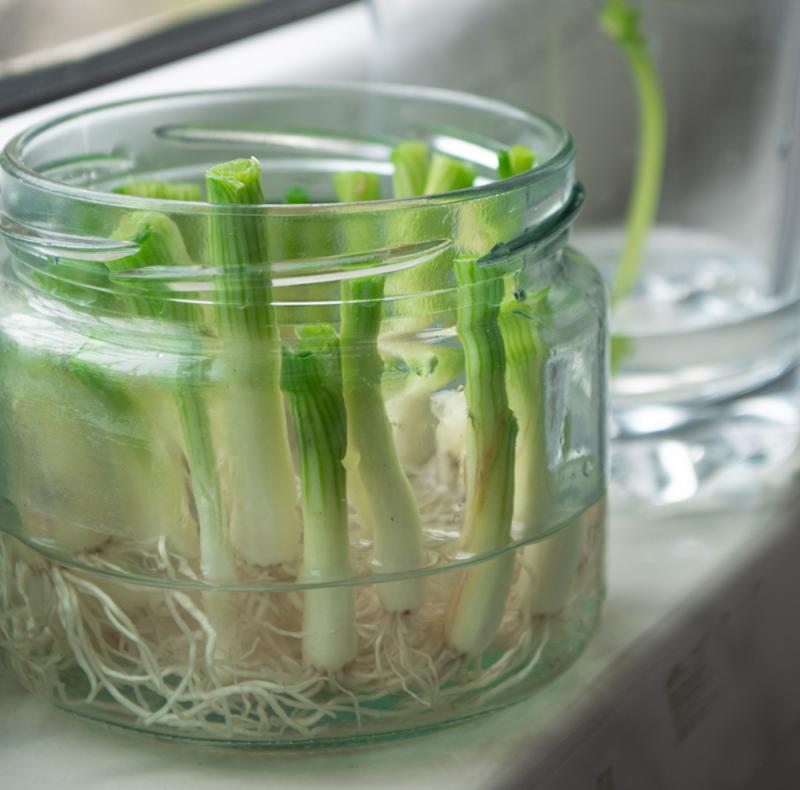 green onions regrowing in a jar