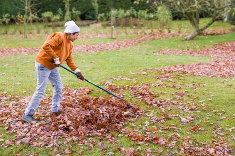 woman raking leaves in the yard